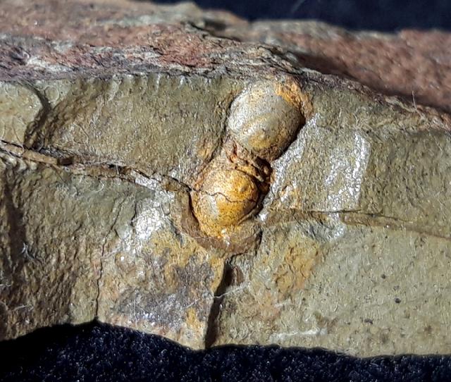 Geragnostus occitanus HOWELL 1935 - Bild &copy; FossNet FossilienStore